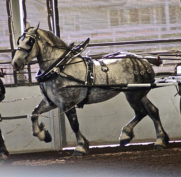 File:Percheron3.jpg