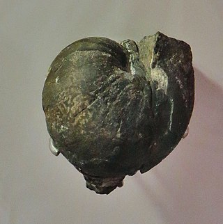 <i>Peripetoceras</i> Extinct genus of nautiloids