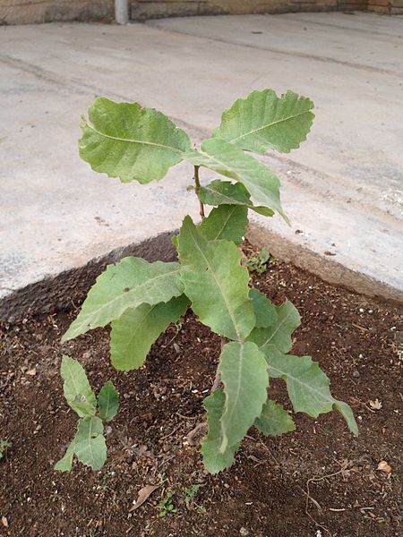 File:Persian oak-Quercus brantii 2.JPG