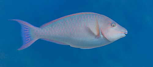 Longnose parrotfish (Hipposcarus harid), Red Sea, Egypt