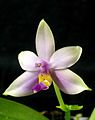 Phalaenopsis violacea coerulea color