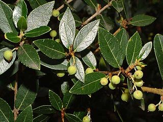 <i>Phillyrea latifolia</i> Species of tree