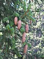 twigs with cones