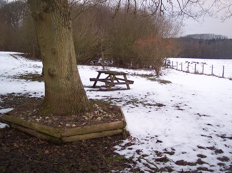 File:Picnic Area in Timber Wood - geograph.org.uk - 1713891.jpg