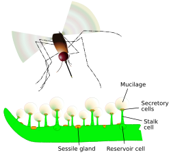 Bir Pinguicula yaprağının yakalama ve sindirim özelliklerinin vektör grafiği