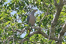 Pigeon impérial à tête rose (8074116303) .jpg