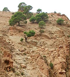 Pinus halepensis. Relict individuals on lithosols in southern Morocco.