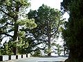 Pinus canariensis