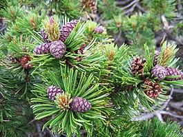 Pinus mugo cone 02.jpg
