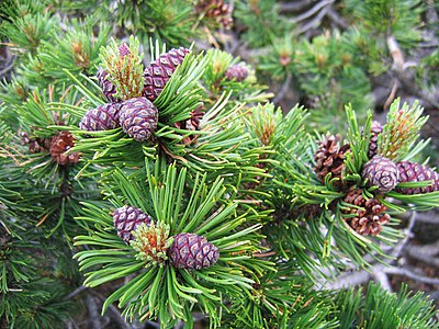 Pinus mugo subsp. mugo, Kosodrzewina, Dolina 5 Stawów Polskich, 2007-06-20