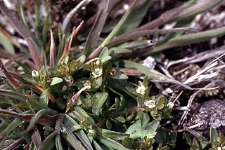 <i>Plagiobothrys scouleri</i> Species of flowering plant