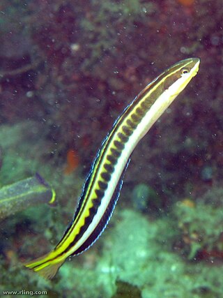 <span class="mw-page-title-main">Mimic blenny</span> Species of fish