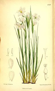 <i>Olsynium filifolium</i> Species of flowering plant