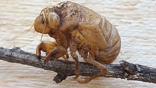 Cicada Platypleura
