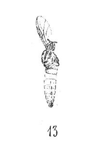 Plecia conica mâle 1937 N. Th. Holotype R657 x2,8 p. 232 pl. XVII Diptères du Sannoisien de Kleinkembs.pdf