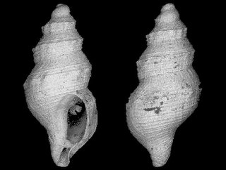 <i>Pleurotomella spinosa</i> Extinct species of gastropod