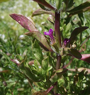 <i>Pogogyne douglasii</i> species of plant