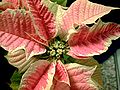 Poinsettia pink.