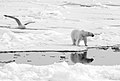 Polar Bears near the North Pole (19002361293).jpg