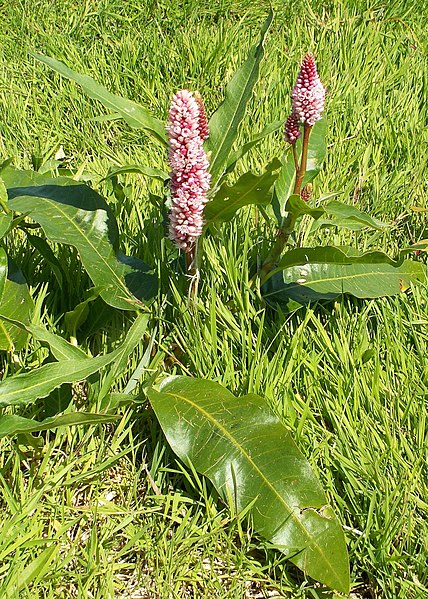 File:Polygonum amphibium kz1.jpg