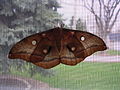 Antheraea Polyphemus Moth (Antheraea polyphemus) 3