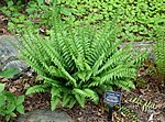 Миниатюра для Файл:Polystichum acrostichoides (Jenkins Arboretum).jpg