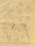 Thumbnail for Ponerinae (plant)