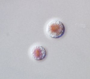 피떡말 (Porphyridium purpureum)