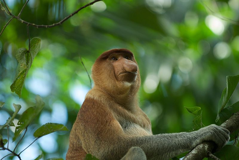 File:Proboscis Monkey (3679459028).jpg