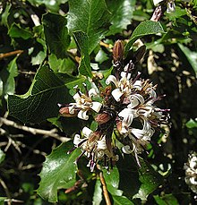 Proustia cuneifolia var. mendocina - Flickr - Dick Culbert.jpg