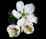 Flor de Prunus cerasus 1b.jpg