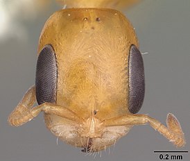 Pseudomyrmex simplex