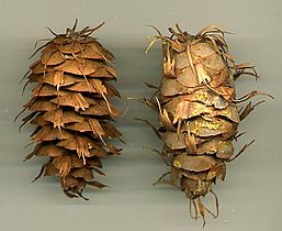 var. caesia (on the left) and var. glauca (on the right) cones
