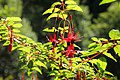 Fuchsia magellanica