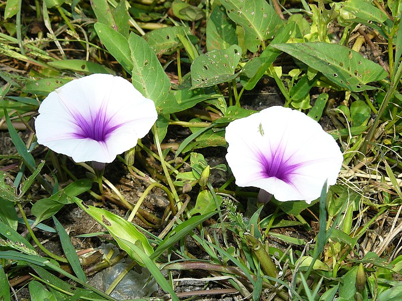 File:Purple flutted flower.jpg