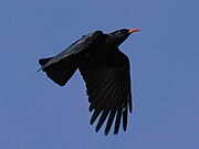 Fliegende Rotschnabelkrähe, die sich gegen den Himmel abhebt