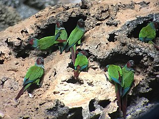 <span class="mw-page-title-main">Pfrimer's parakeet</span> Species of bird