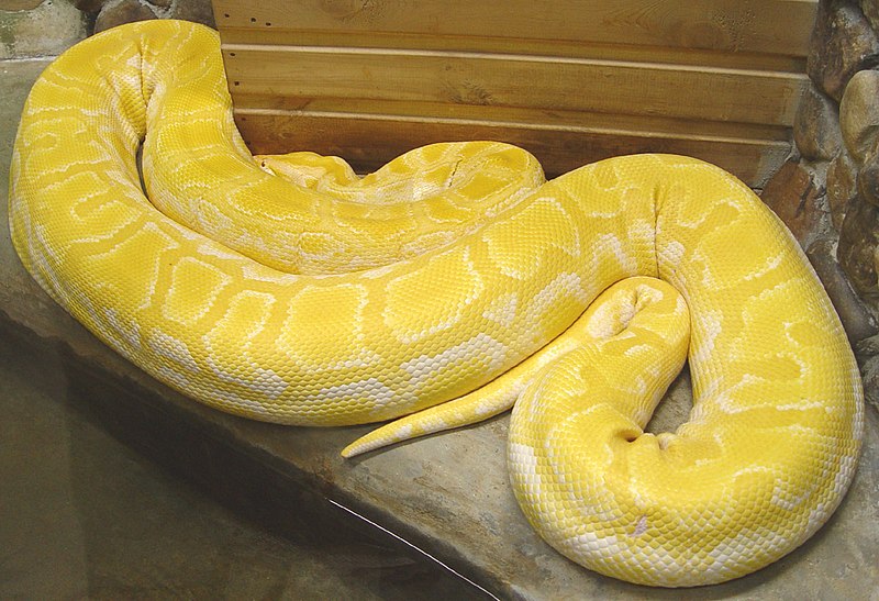 File:Python molurus albina тигровый питон альбинос.jpg