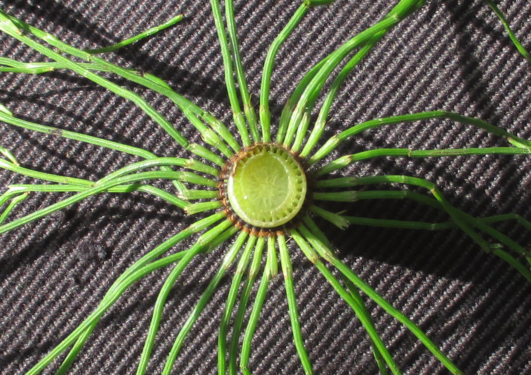 Sprossqueerschnitt Riesenschachtelhalm (Equisetum telmateia)