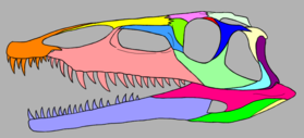 The skull of Qianosuchus, the earliest-diverging genus of poposauroid. Note the arrangement and structure of skull bones around the enlarged nares. Qianosuchus skull color coded.png