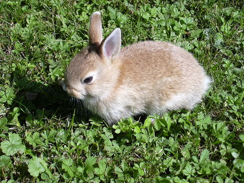 File:Rabbit small.JPG