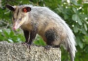 Brown and gray opossum