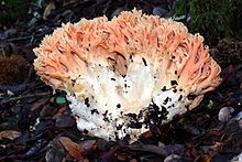 Ramaria formosa 