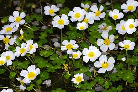 Шелковник. Шелковник водяной Лютик. Лютик Сибирский. Лютик Водный (Ranunculus aquatilis). Лютик болотный.