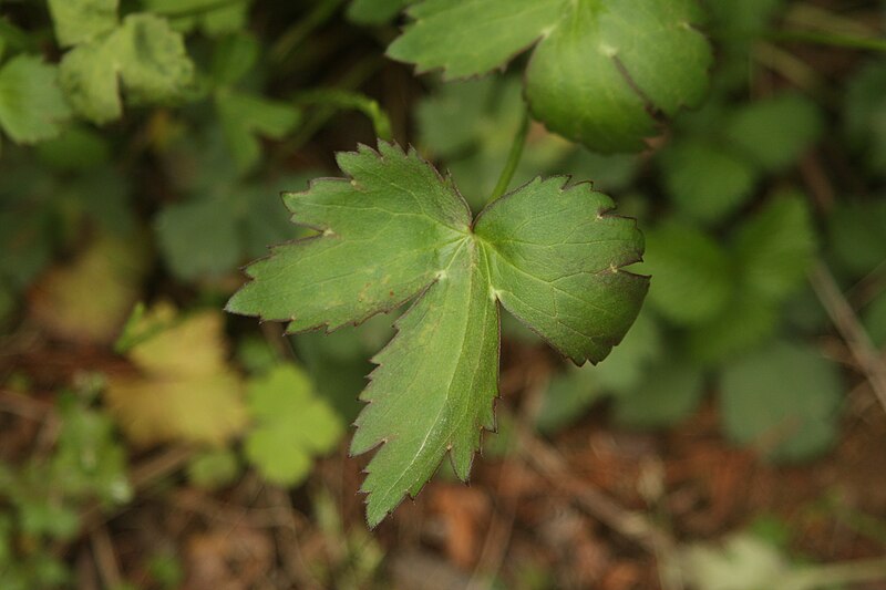 File:Ranunculus japonicus 4.JPG