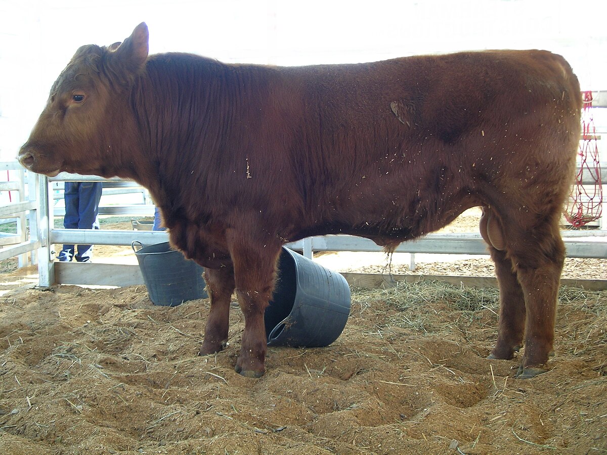 Red Angus  Wikipedia