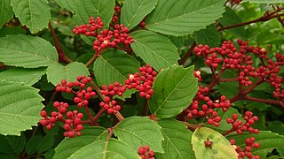 <i>Leea rubra</i> Species of plant in the family Vitaceae