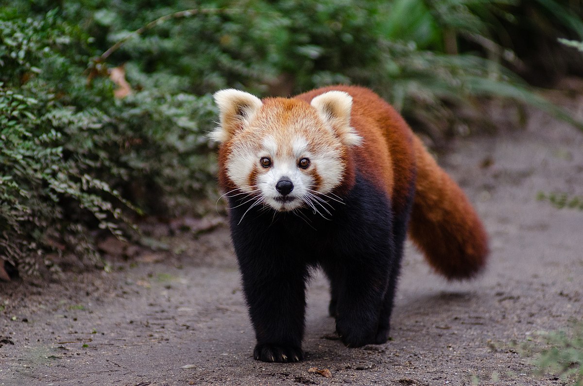 Roter Panda Isst Bambusblätter Stockfoto und mehr Bilder von Katzenbär -  Katzenbär, Panda, Bambus - Graspflanze - iStock