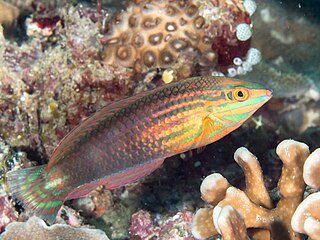 <span class="mw-page-title-main">Red-lined wrasse</span> Species of fish