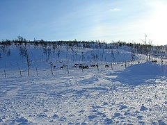 Reindeers on eastern shores of Raudvatnet E.JPG